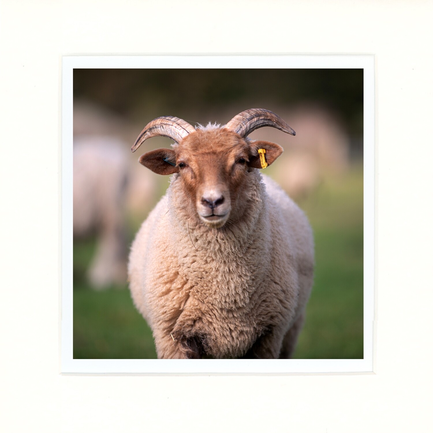 Portland Sheep