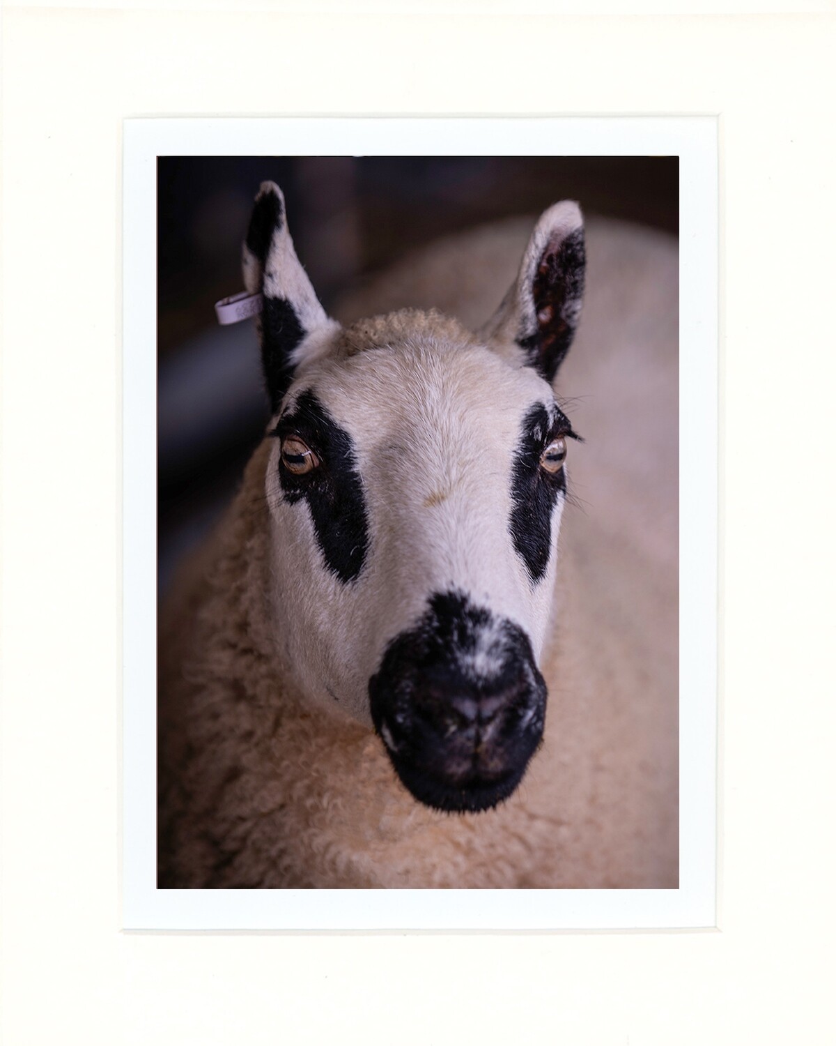 Kerry Hill Sheep