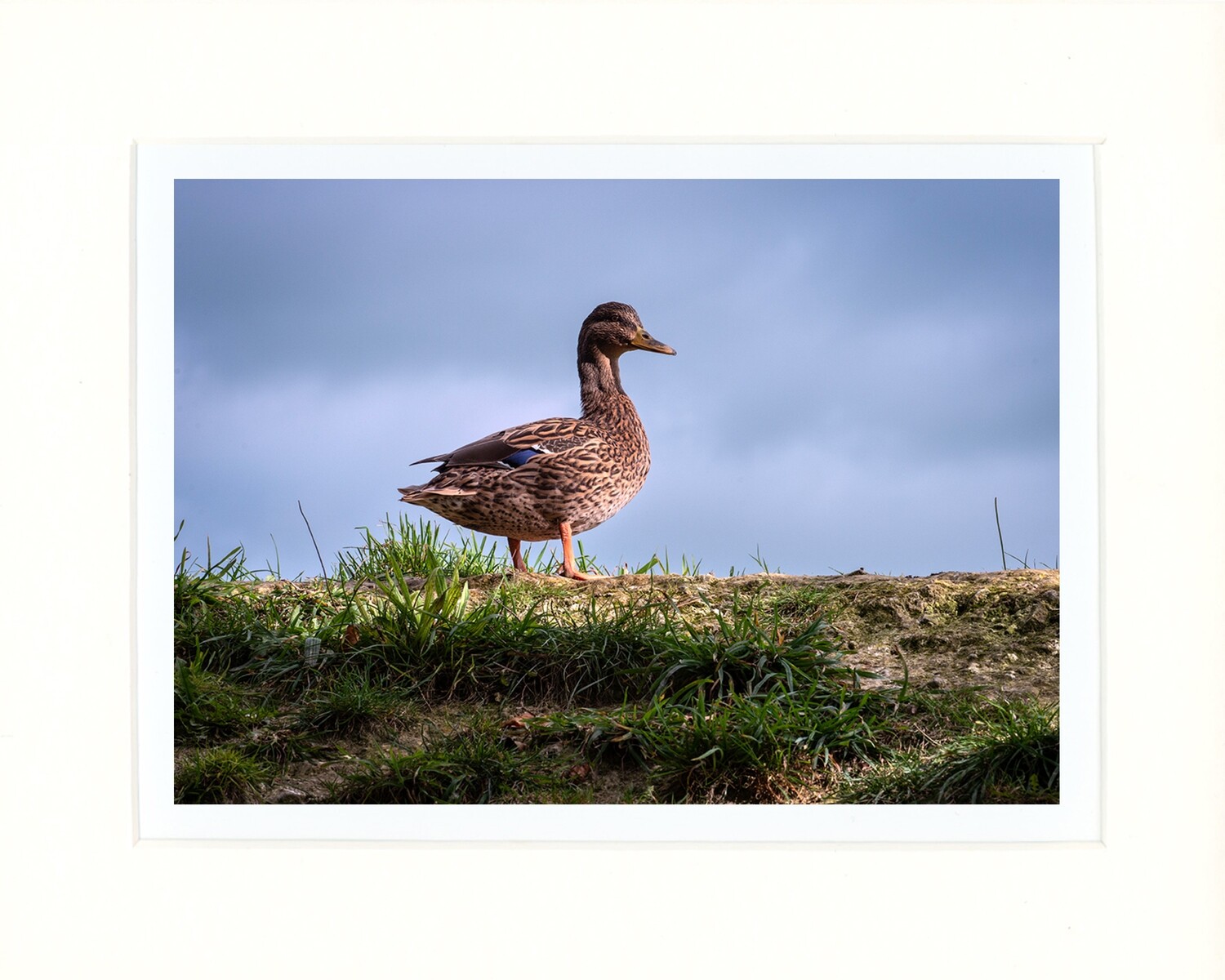 Duck on Goat Mountain
