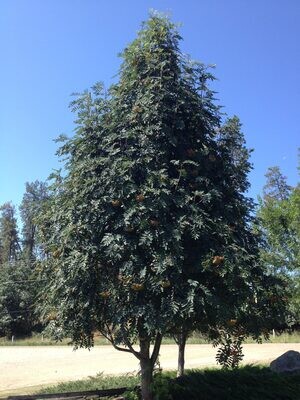 Showy Mountain Ash