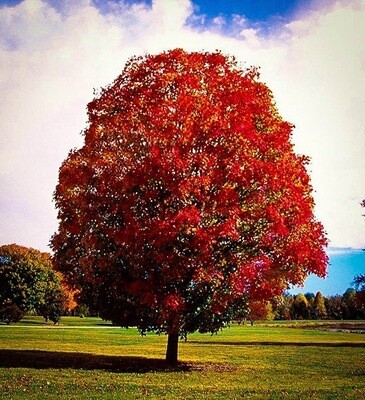 Autumn Blaze Maple