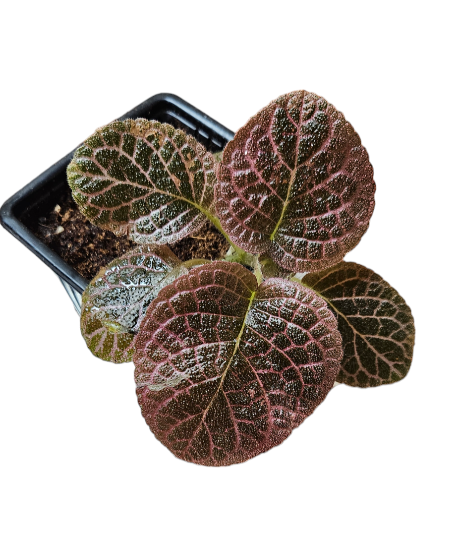 Episcia Black Star