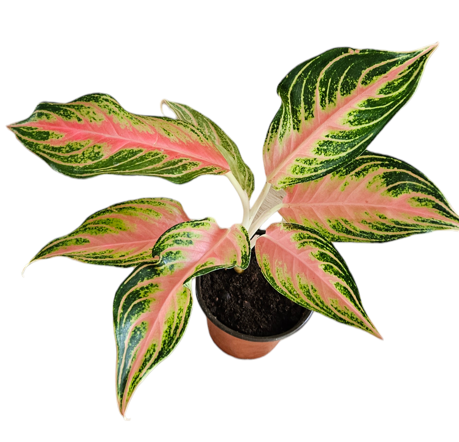 Aglaonema Pink Panama
