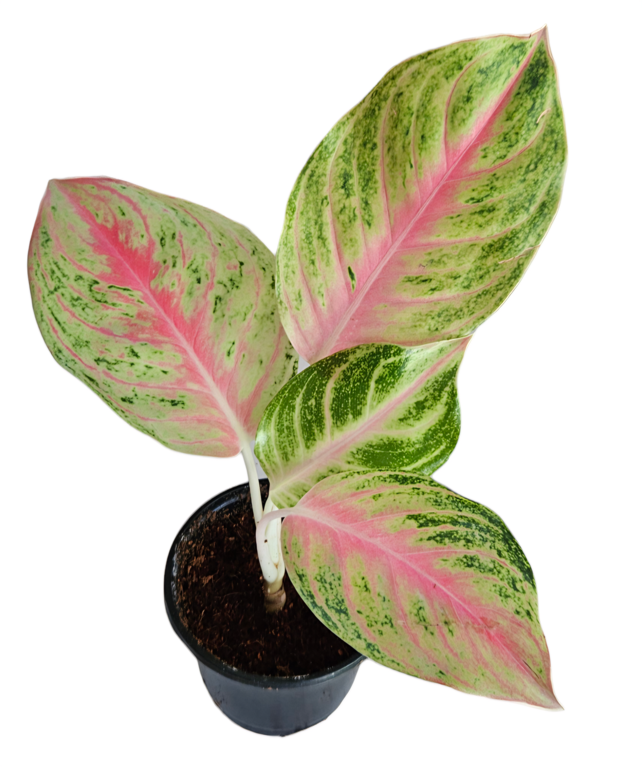 Aglaonema Andini