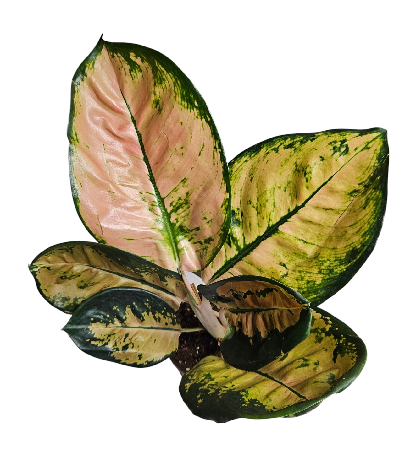 Aglaonema Starbuck Gold (big)