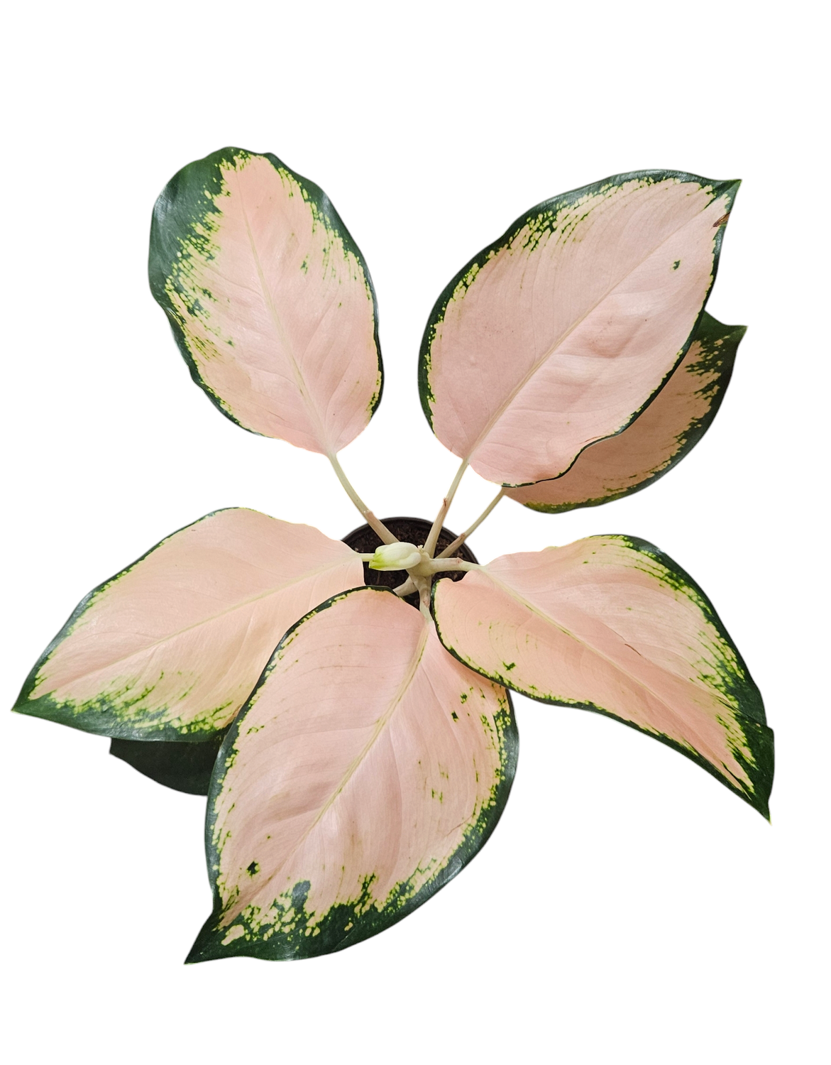 Aglaonema Pearl of Melo