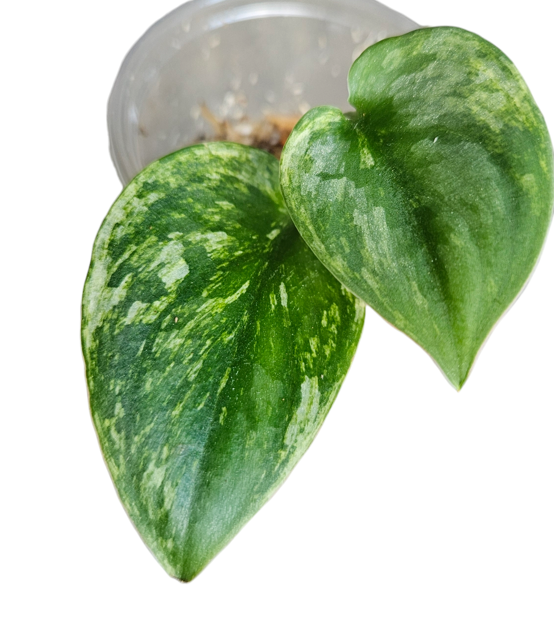 Scindapsus Kunzo