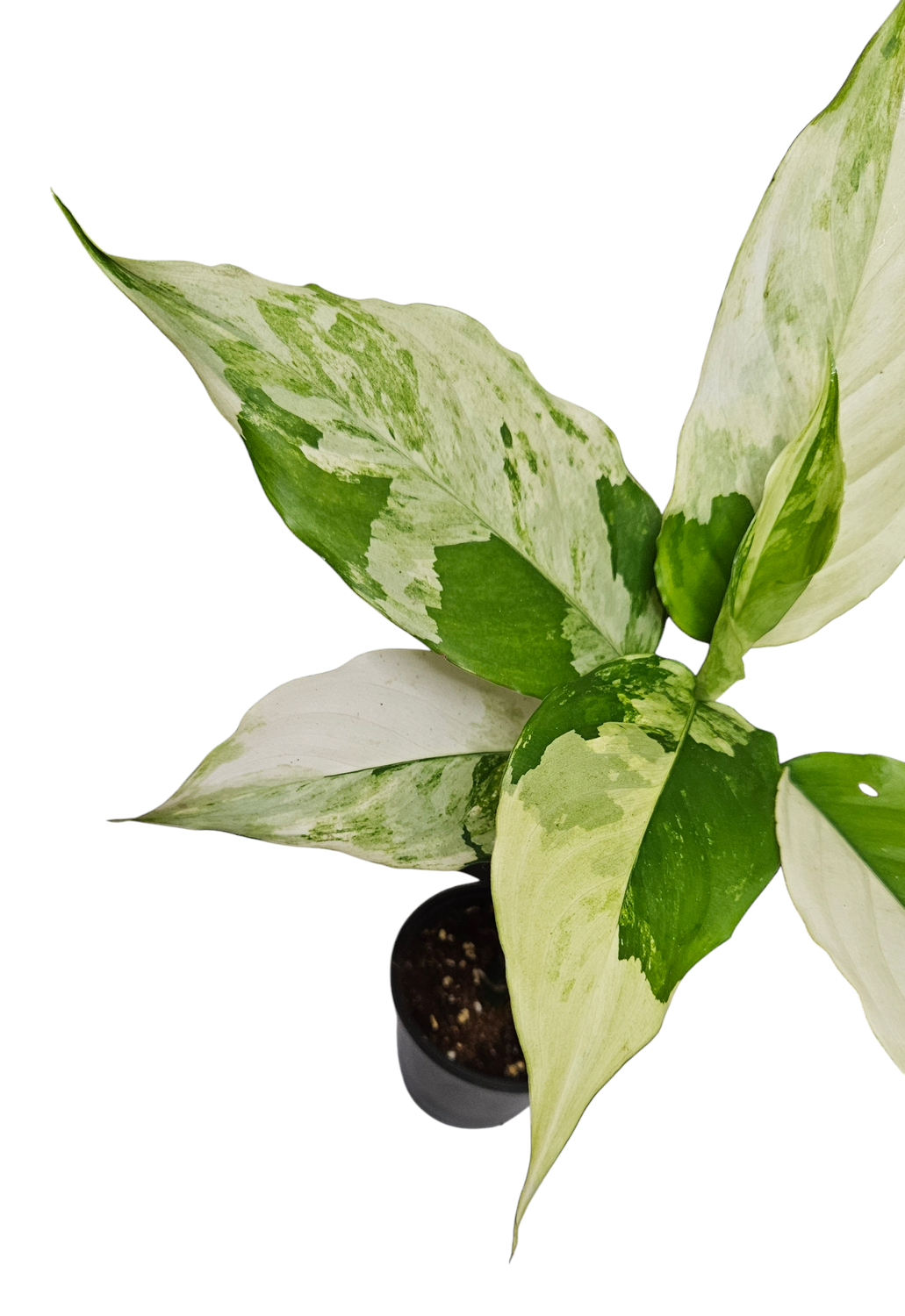 Aglaonema Modestum Variegata