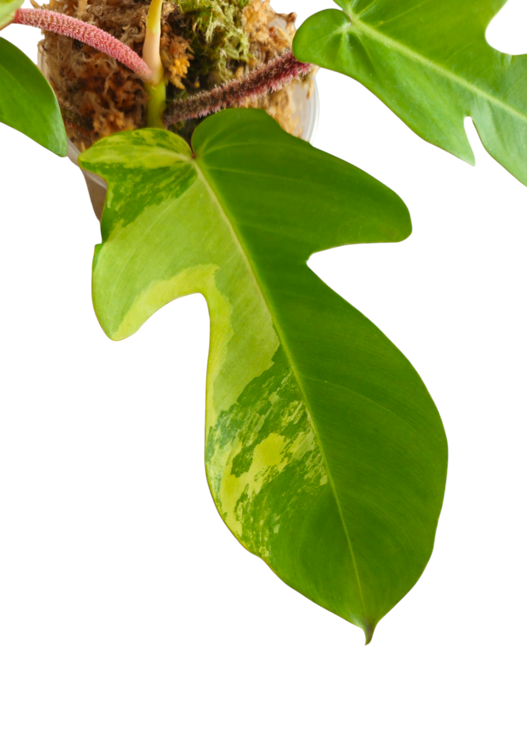 Philodendron Squamiferum Variegata