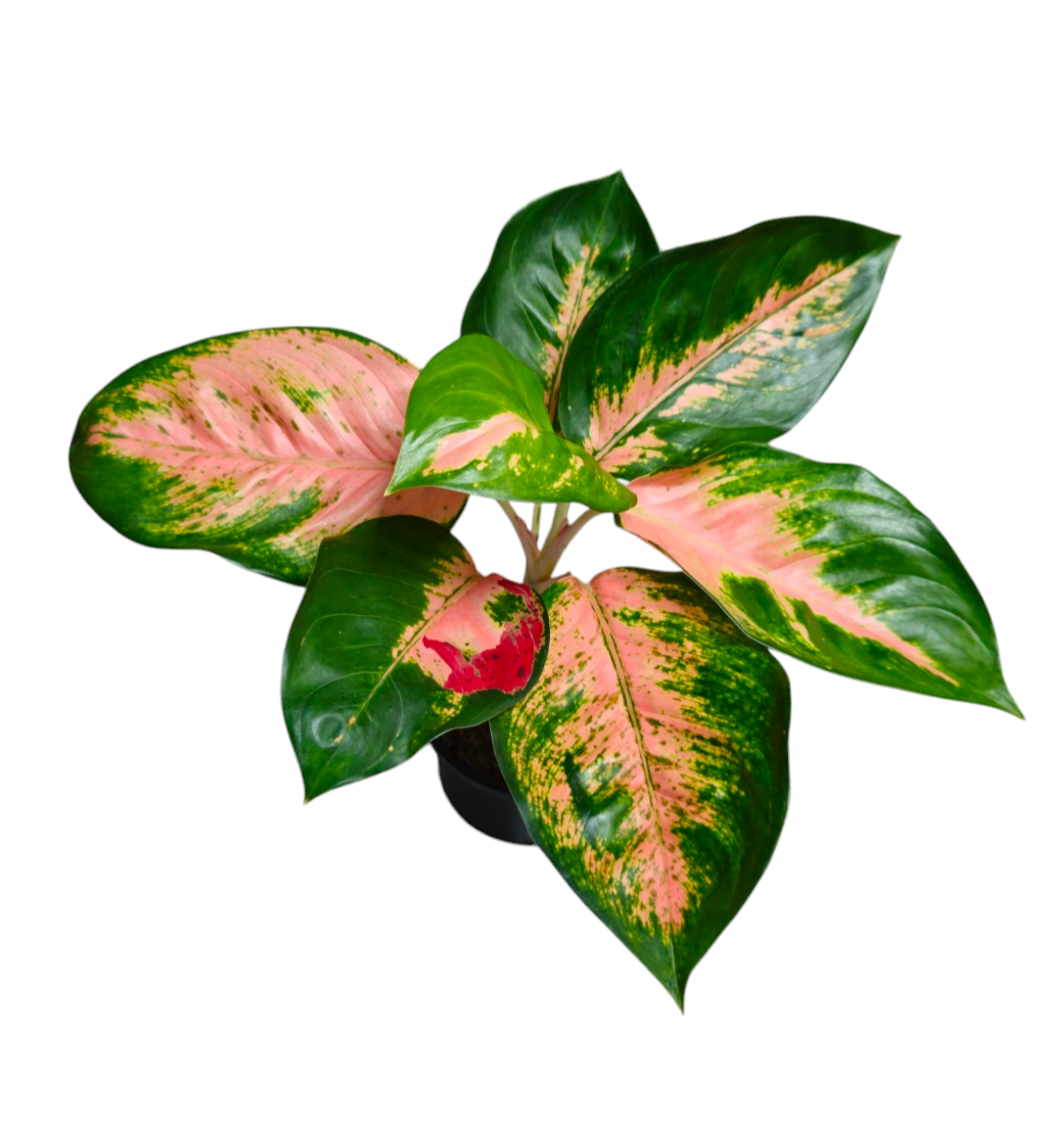 Aglaonema Orange Cochin