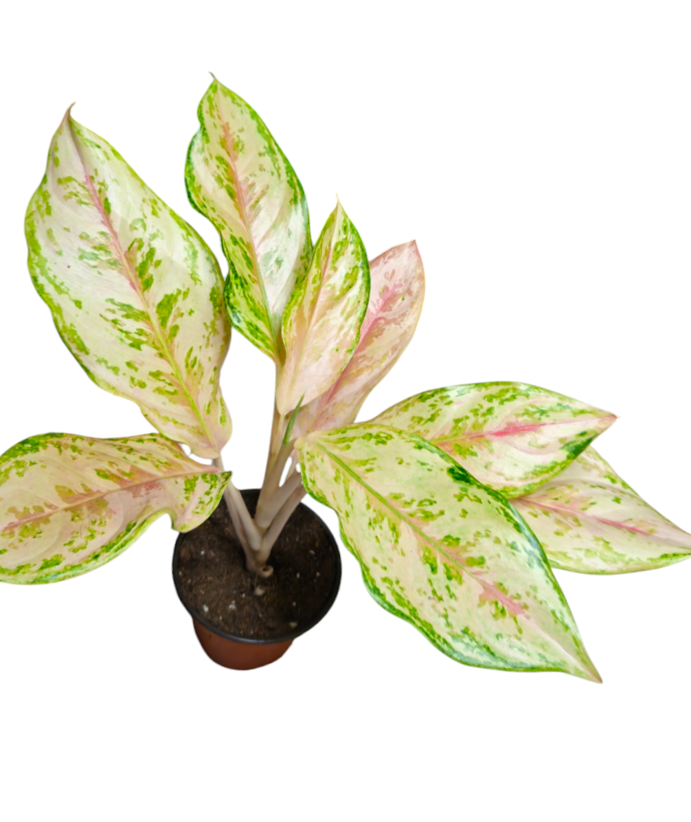 Aglaonema Pink Fairy