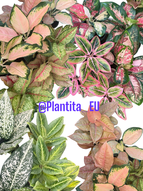 Aglaonema