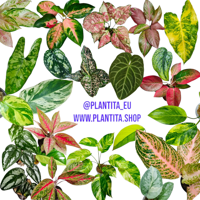 Plants