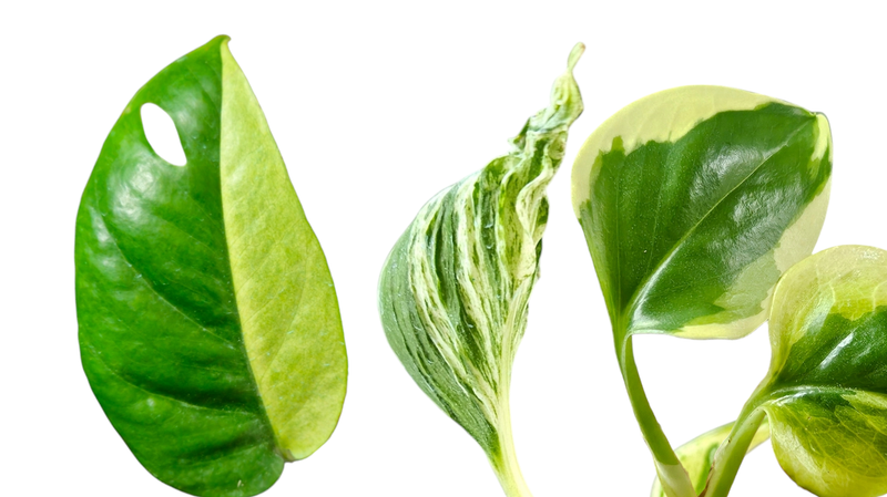 Epipremnum