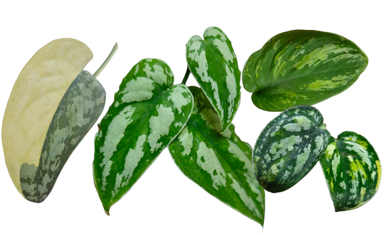 Scindapsus
