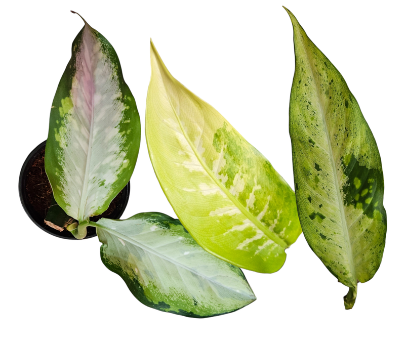 Dieffenbachia