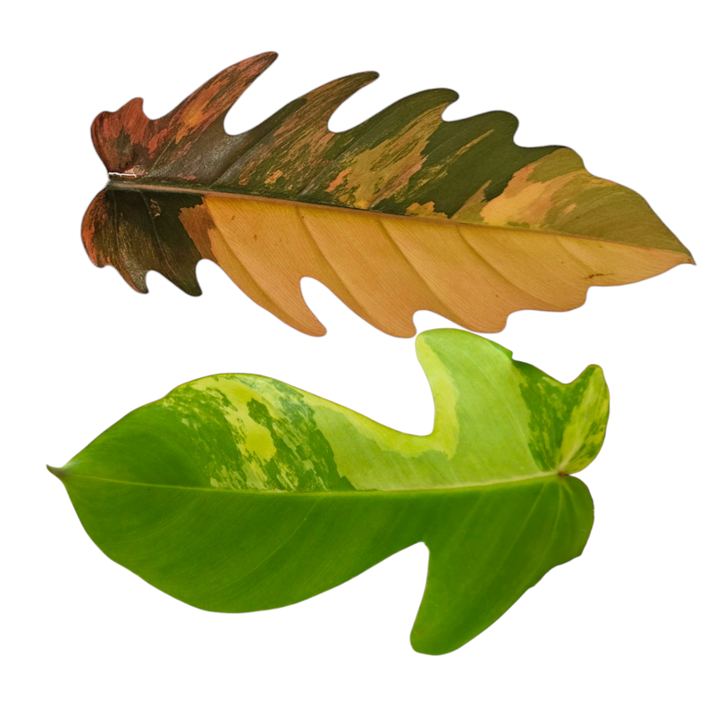 Philodendron