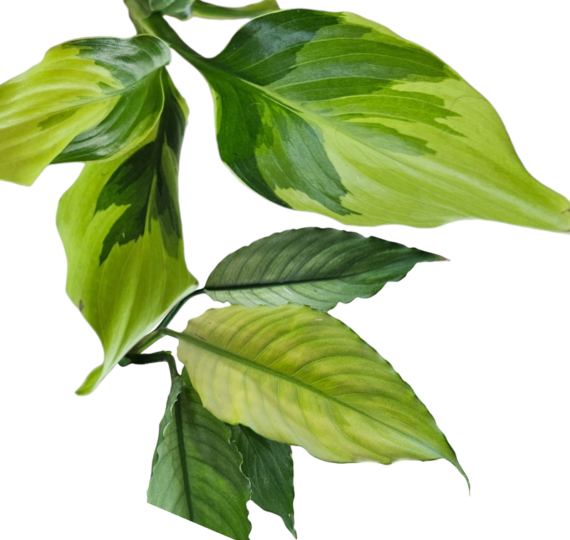 Spathiphyllum