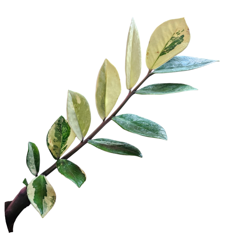 Zamioculcas