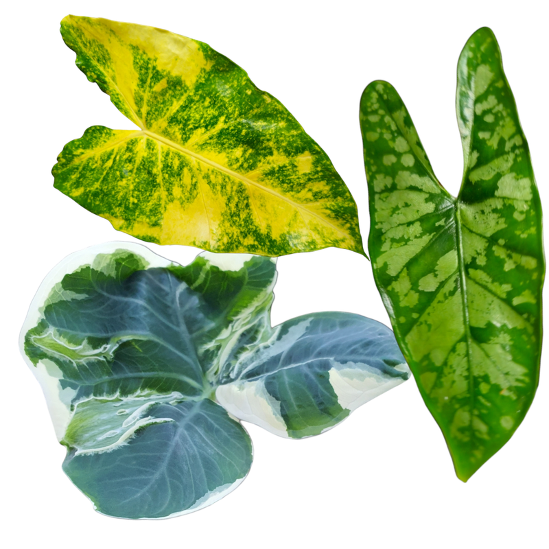 Alocasia