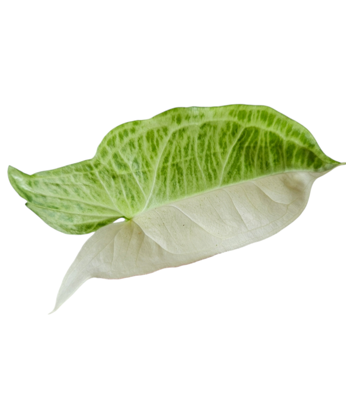 Syngonium