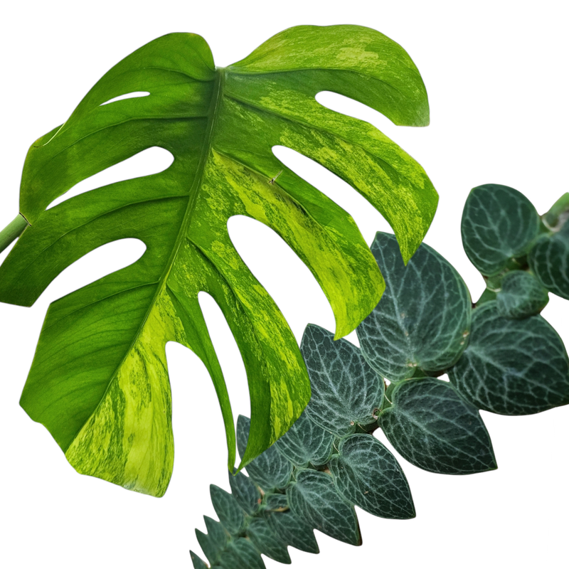 Monstera, Raphidorpora