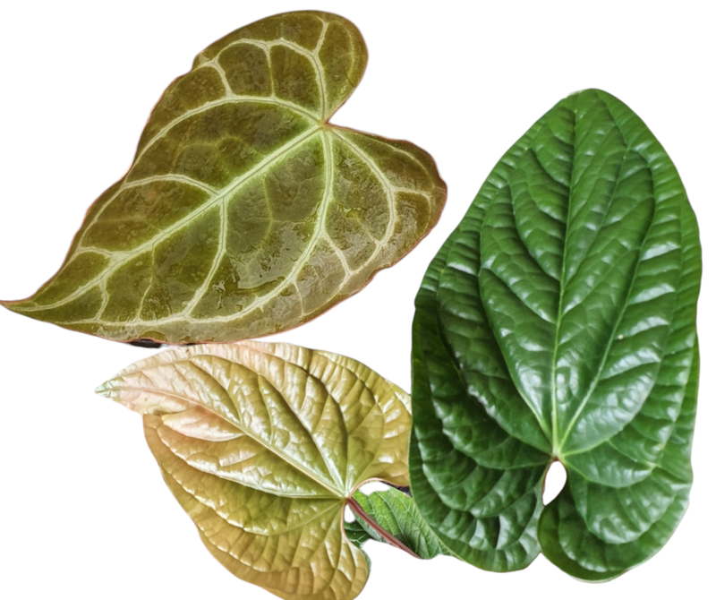Anthurium