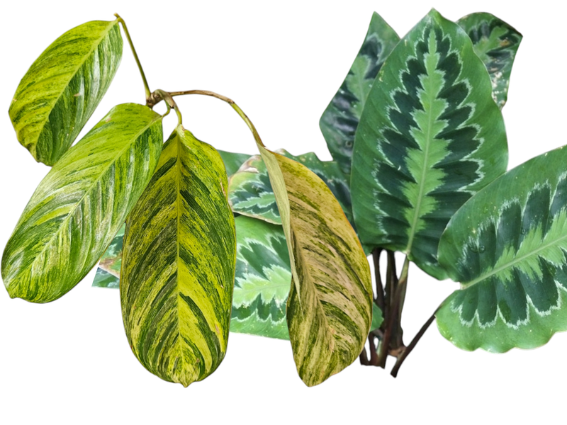 Calathea, Ctenanthe