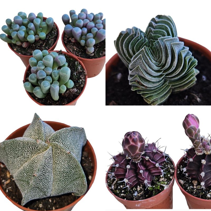 Succulent