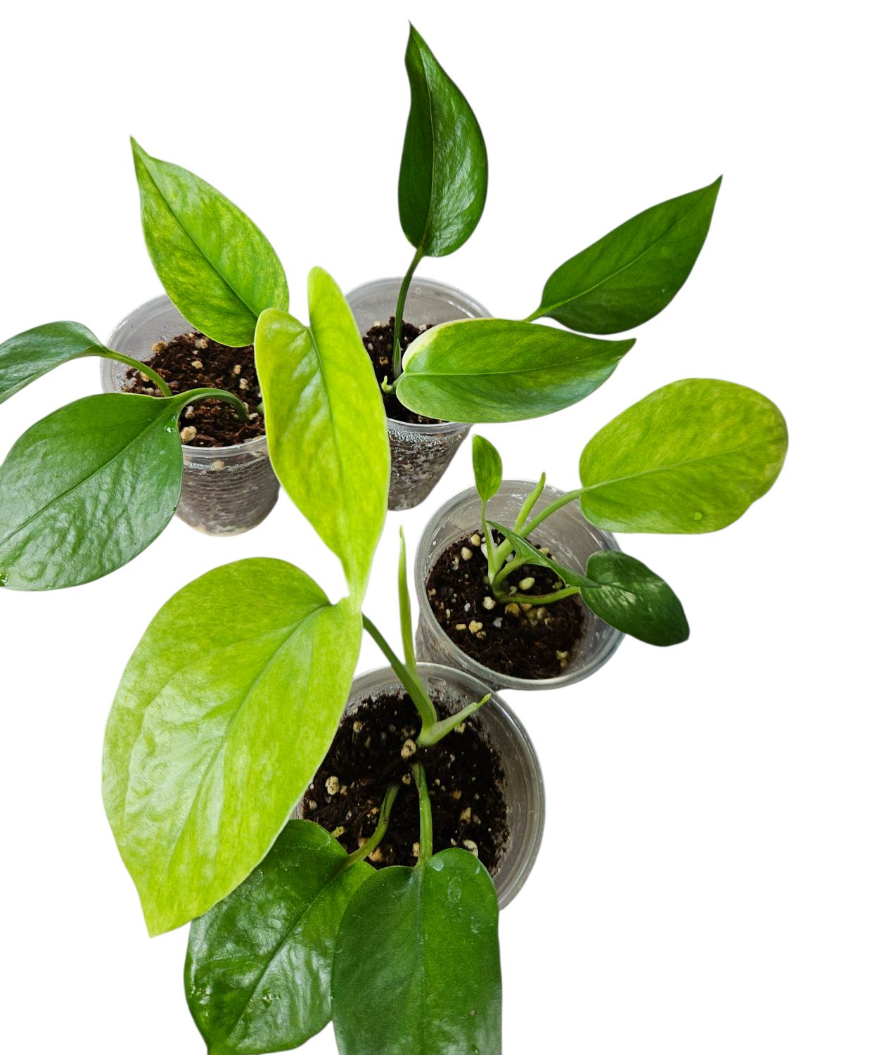 Epipremnum aureum Teruno Hanahana