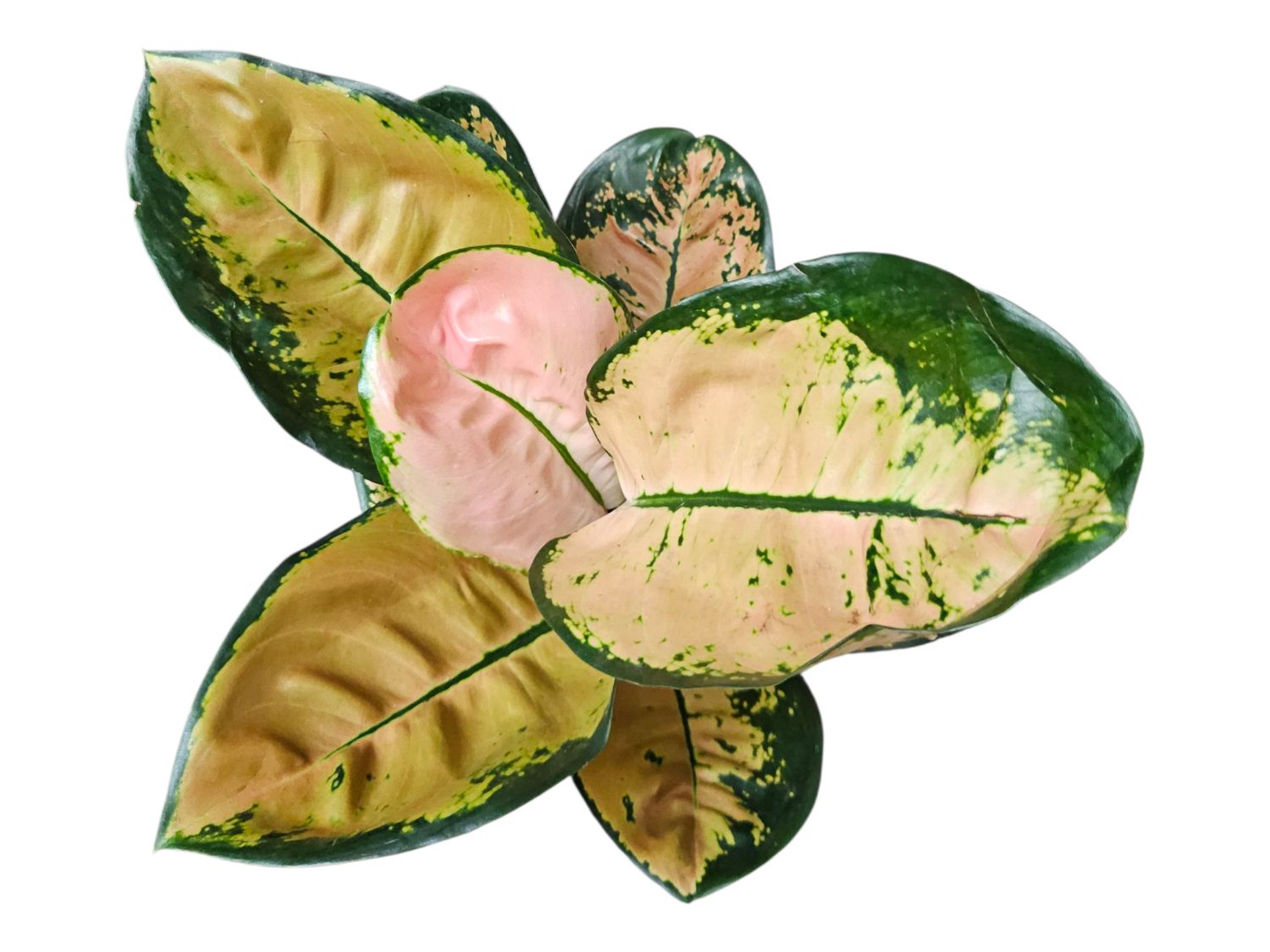 Aglaonema Starbuck (big)