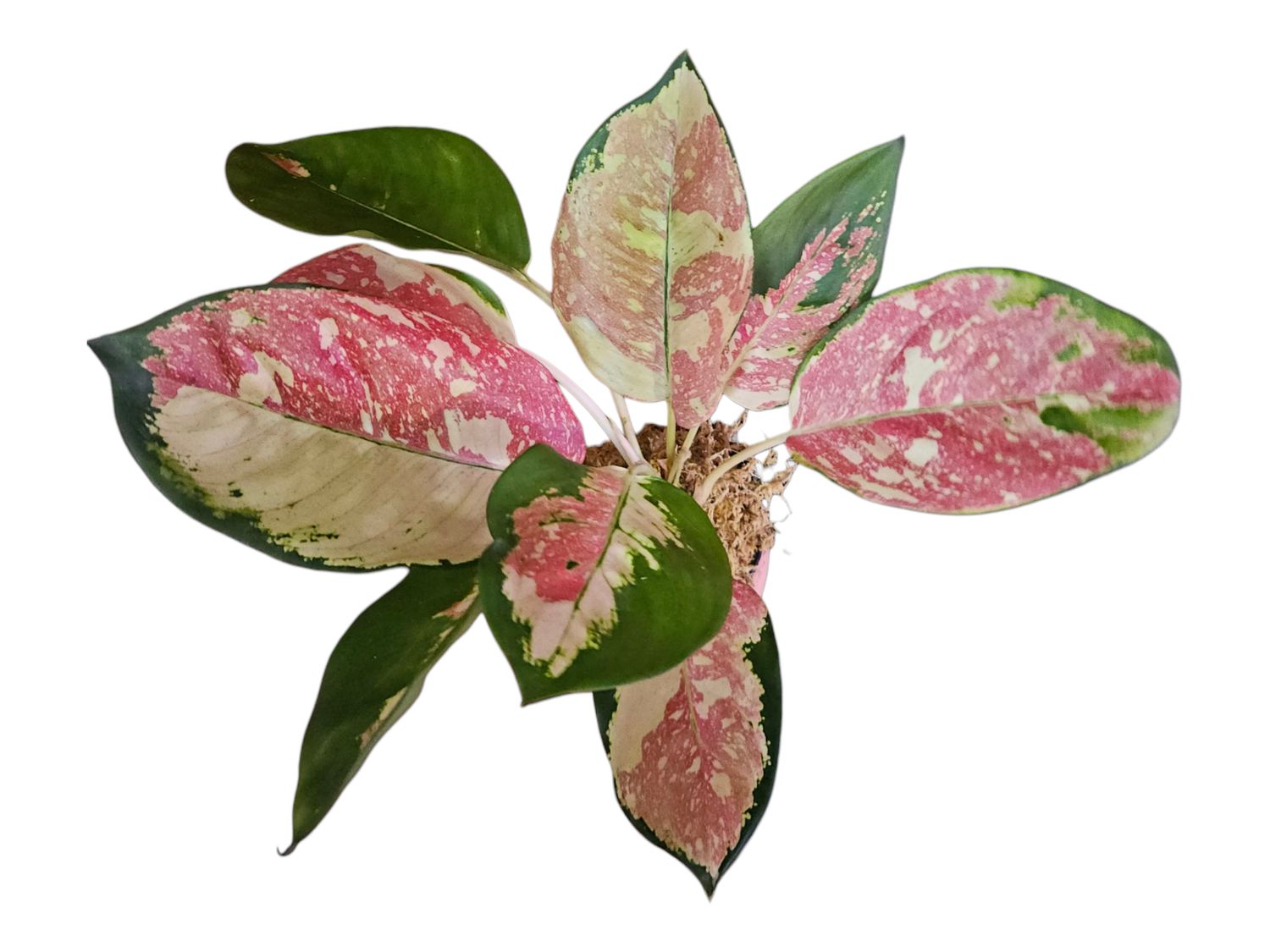 Aglaonema Cochin Tricolor