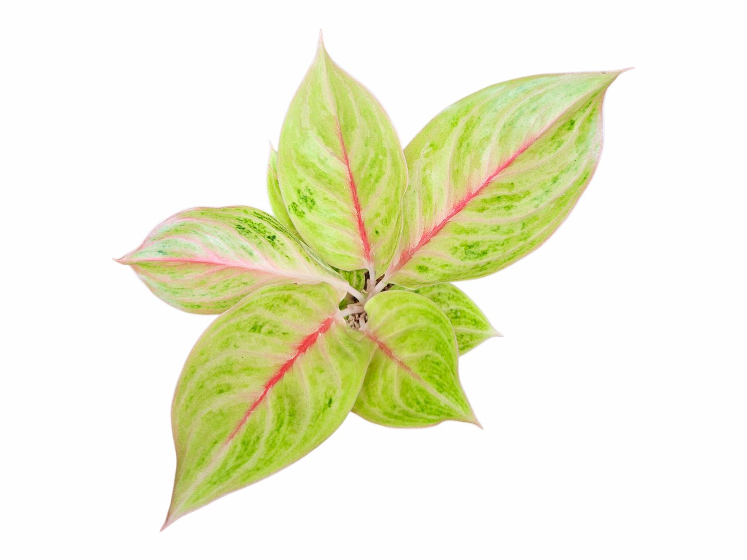 Aglaonema Mekarsari