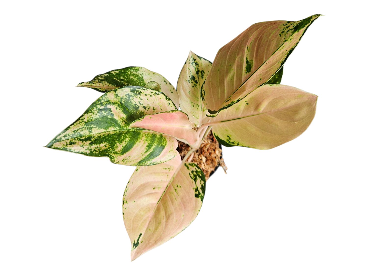 Aglaonema Moonshine Amazon