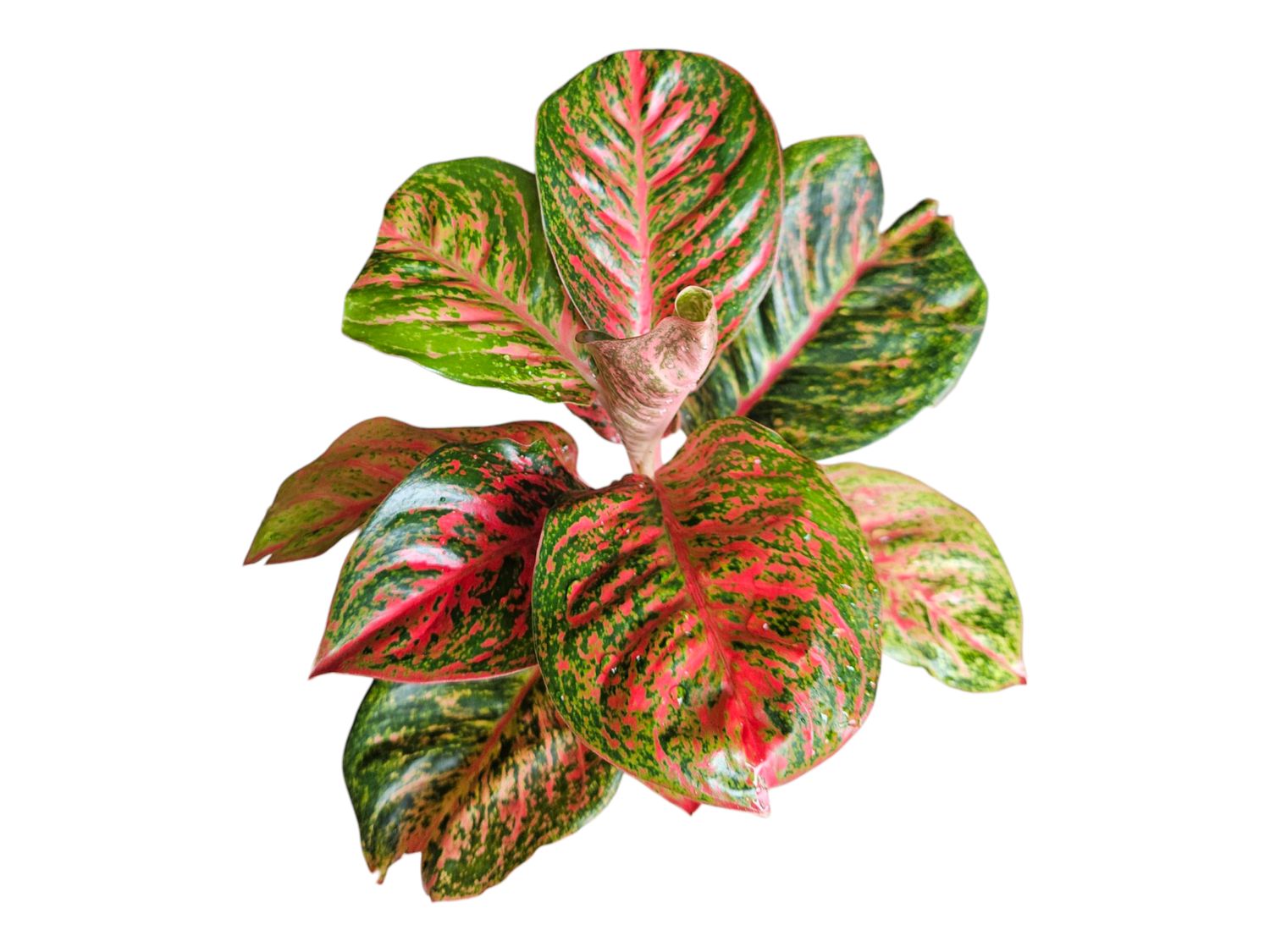 Aglaonema Sombat