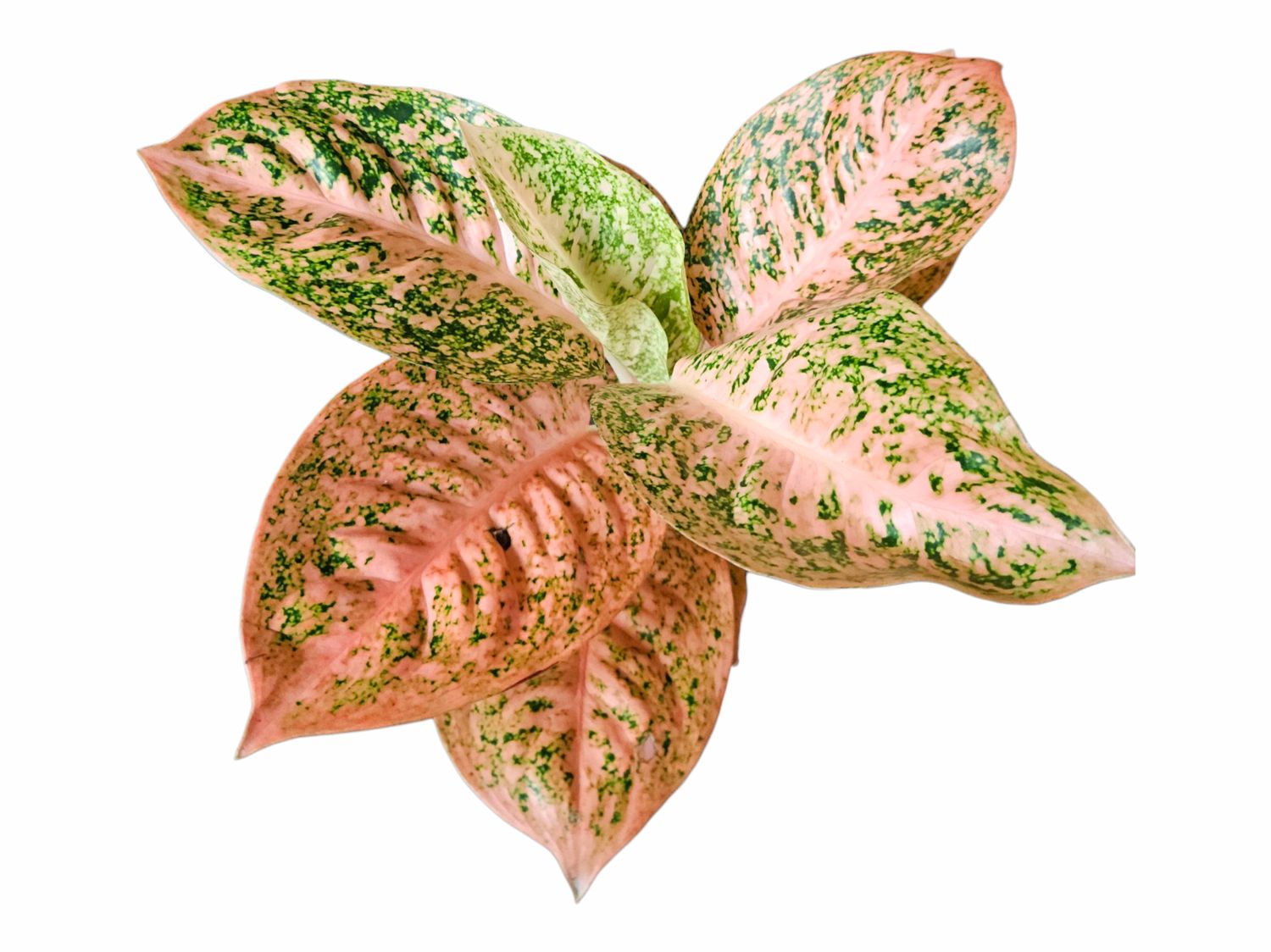 Aglaonema Orange Stardust