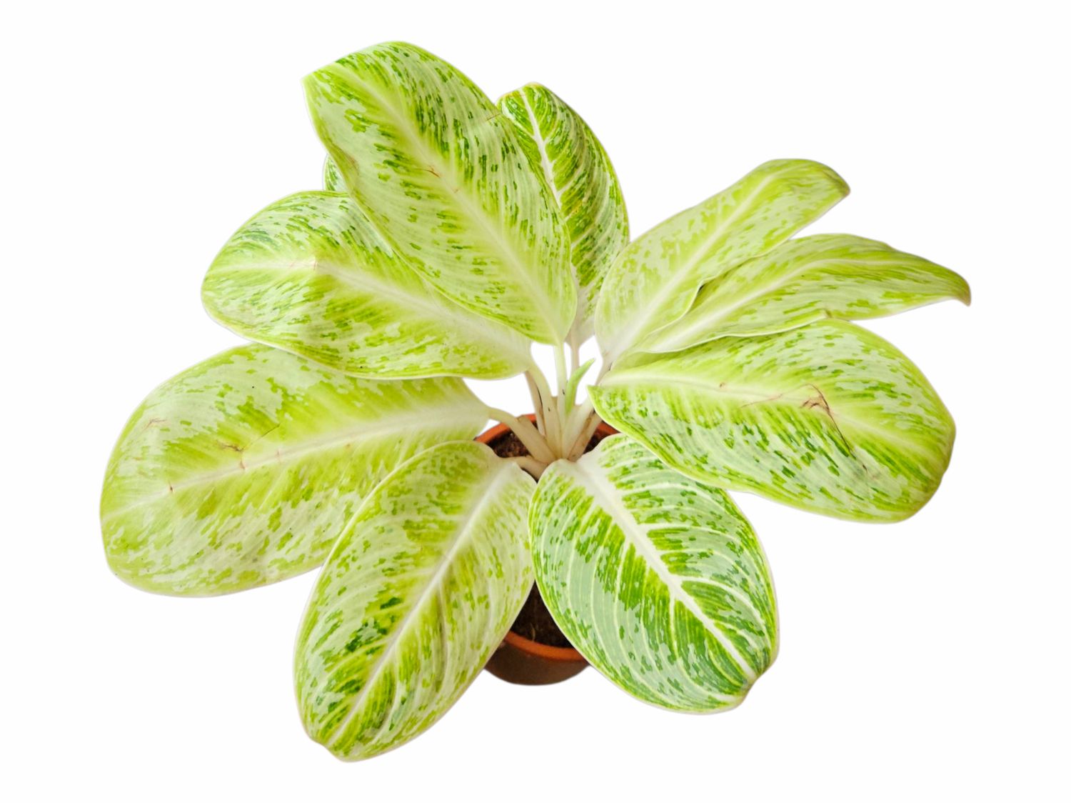 Aglaonema Lem-O-Lime