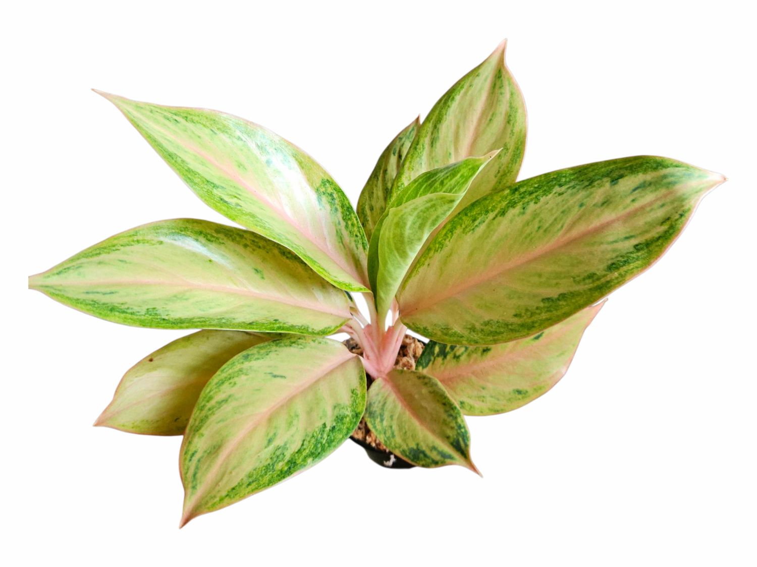 Aglaonema Pamela
