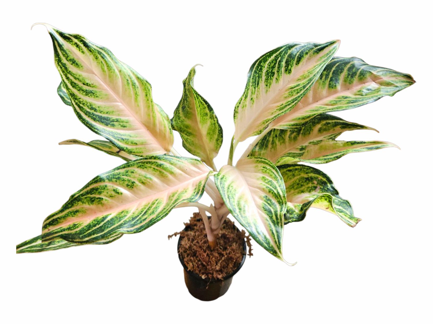 Aglaonema Orange Panama