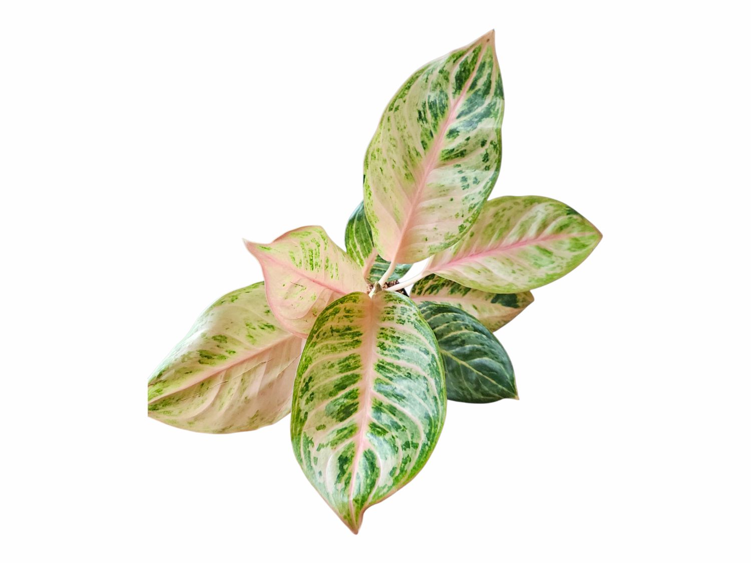 Aglaonema Pink Flame