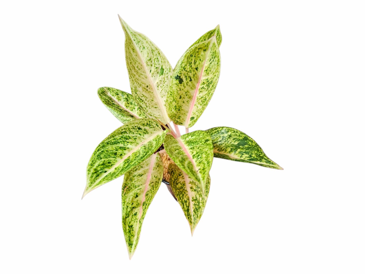 Aglaonema Purple Legacy