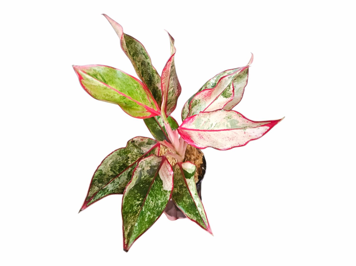 Aglaonema Aurora Tricolor Variegata