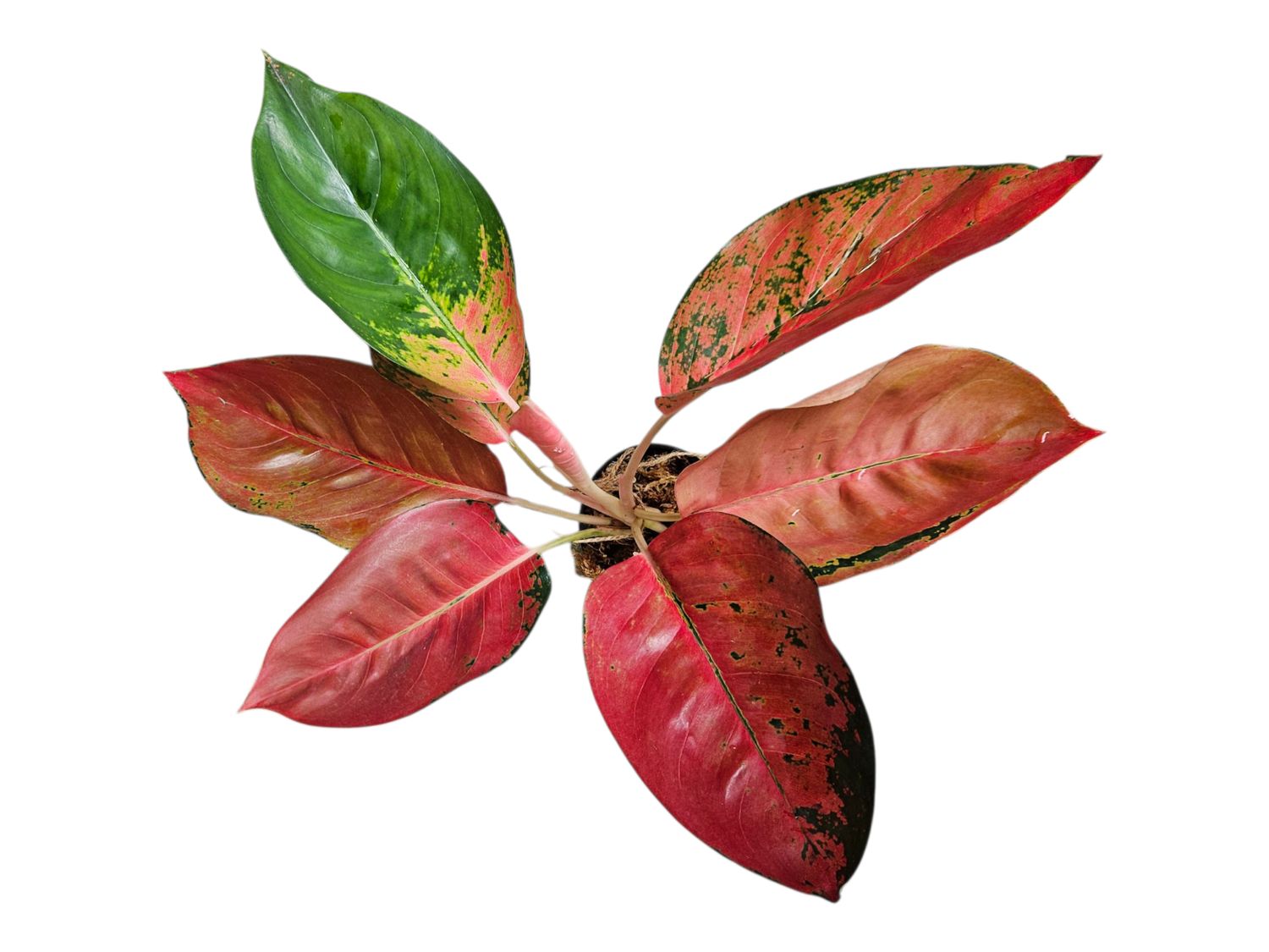 Aglaonema Red Diamond