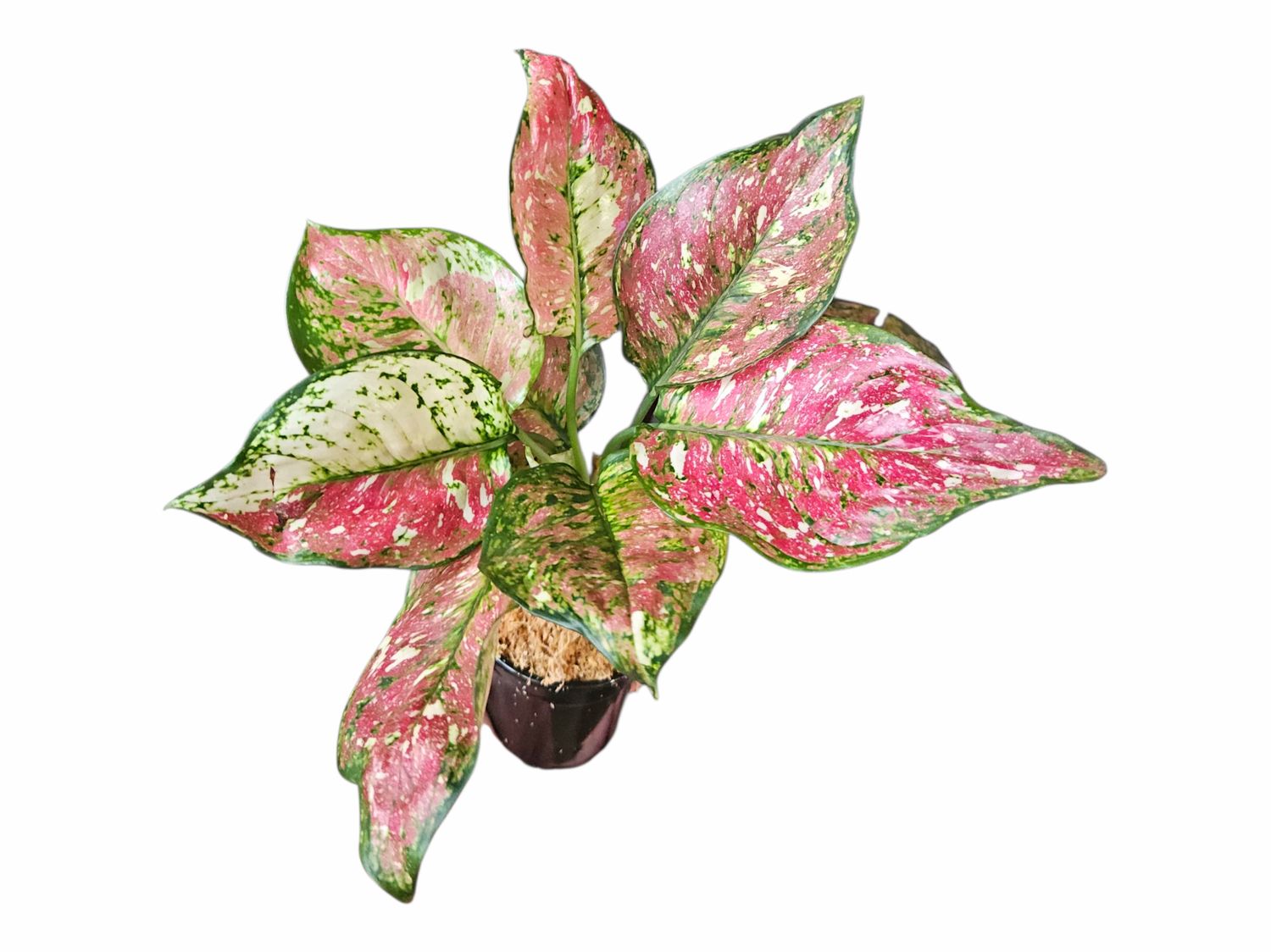 Aglaonema Unyamanee Red Tricolor