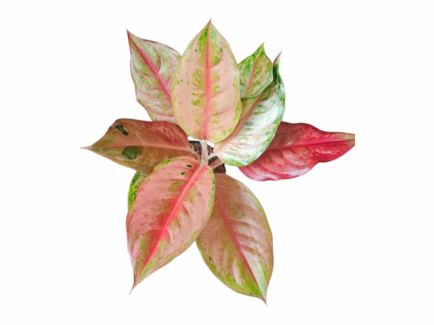 Aglaonema Pink Pakaiphet
