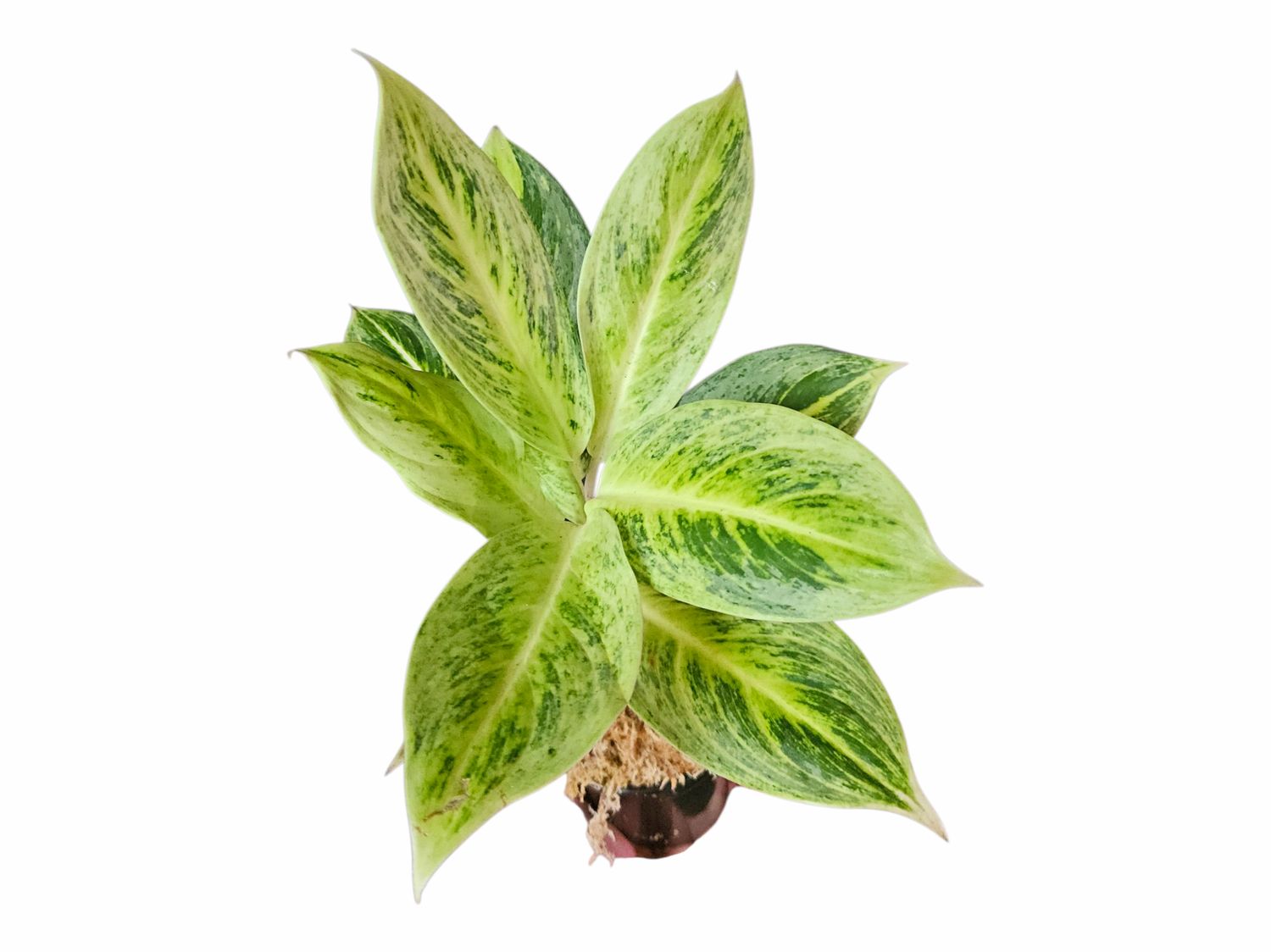Aglaonema Sunthorn