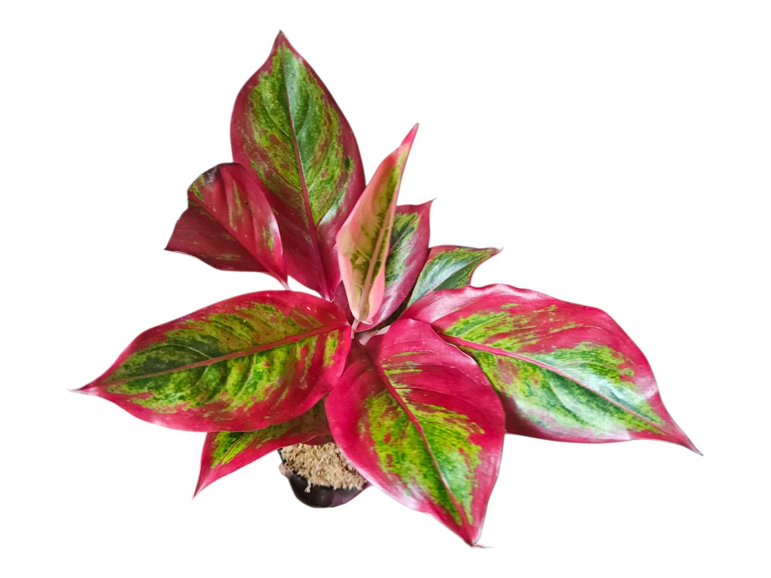 Aglaonema Super Red Aurora