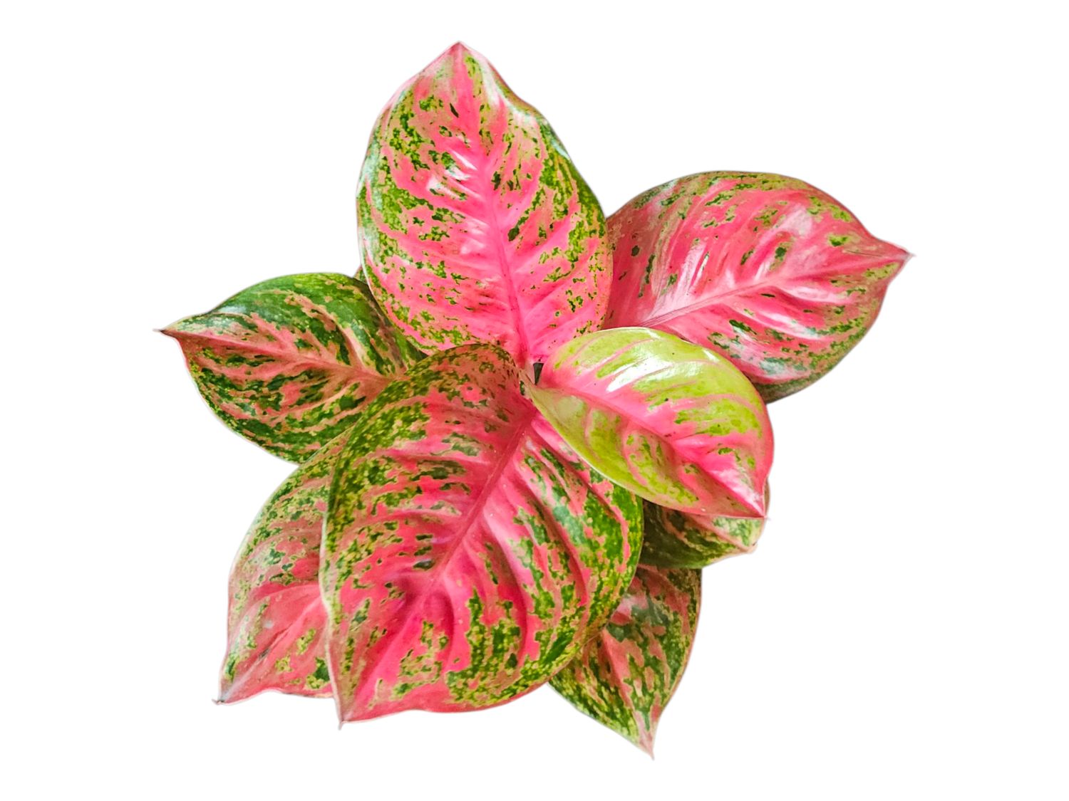 Aglaonema Orange Sombat