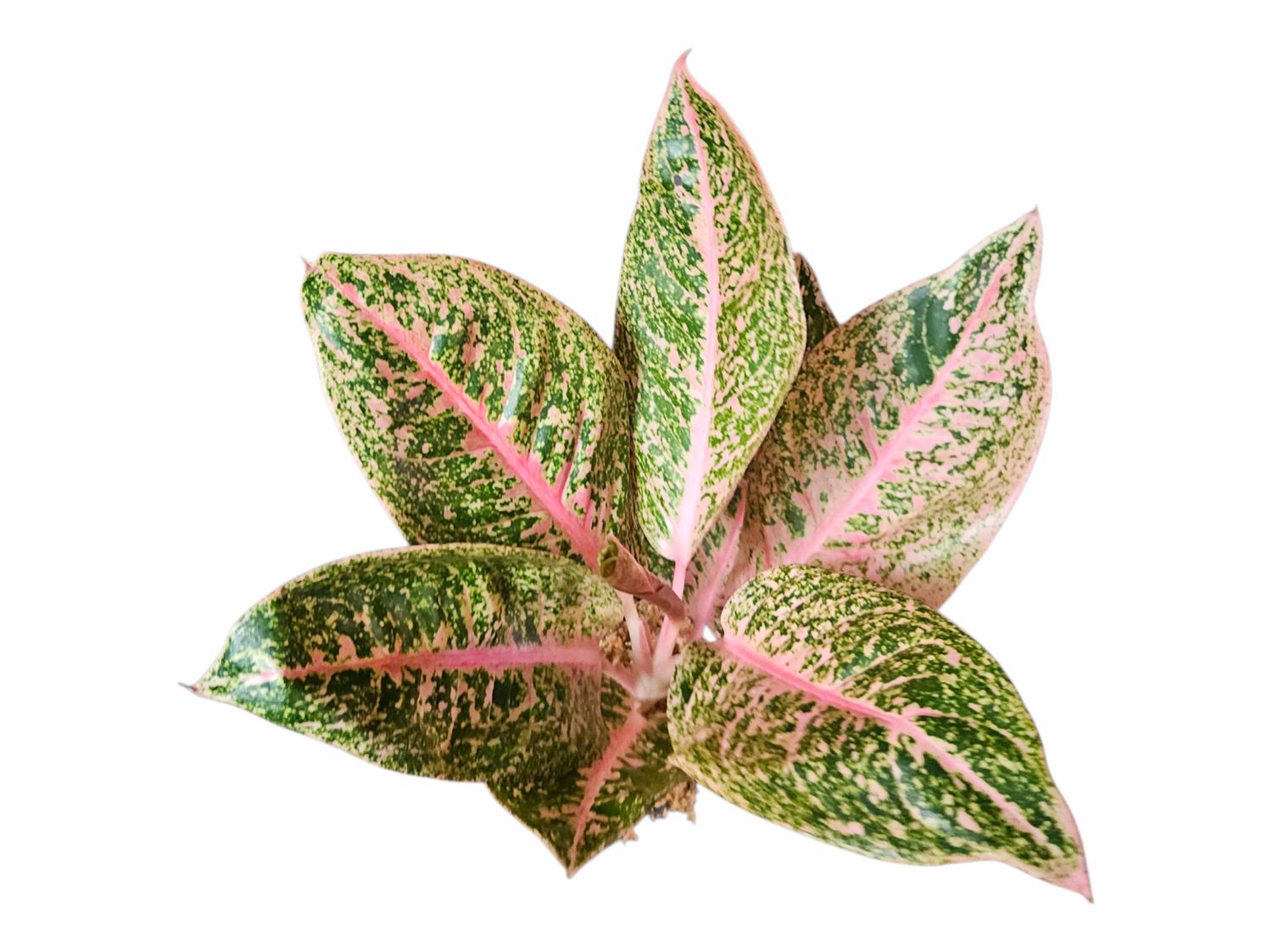 Aglaonema Pink Shinta Indo