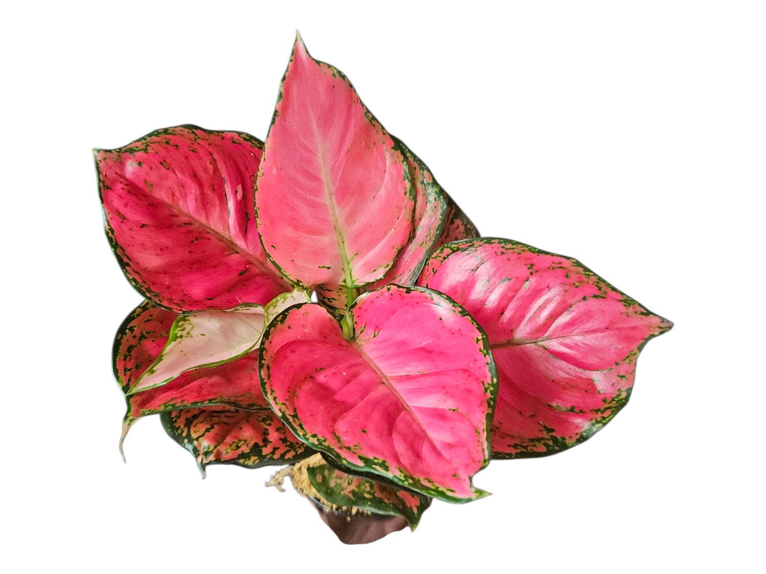 Aglaonema Super Pink Katrina